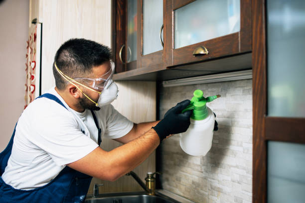Best Rat Extermination Near Me  in Bloomington, IL