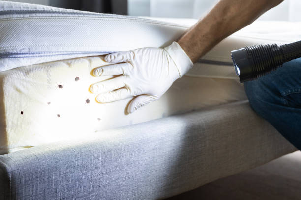 Best Flea Control Services  in Bloomington, IL
