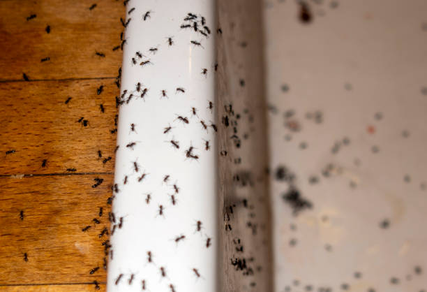 Best Wasp Removal Services  in Bloomington, IL