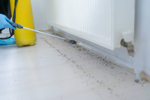 Best Termite Control Services  in Bloomington, IL